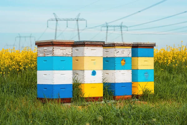 Apiary Crates Canola Field Colorful Wooden Beehive Wooden Boxes Plantation — Stock Photo, Image