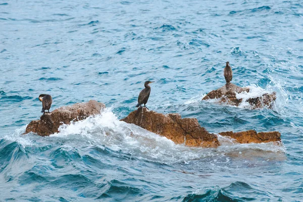 Κορμοράνοι Που Αναπαύονται Βράχους Πιτσιλισμένοι Από Κύματα Ωκεανών Κρύο Πρωινό — Φωτογραφία Αρχείου