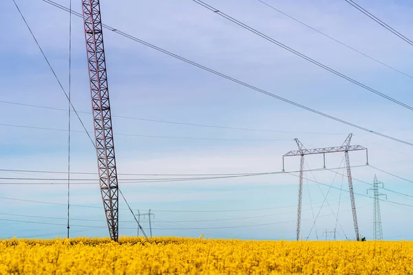 Elektriciteit Pylonen Bloeiende Canola Veld Bij Zonsondergang Selectieve Focus — Stockfoto