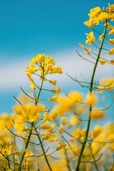 Kwitnące Kwiaty Rzepaku Jasnożółtymi Płatkami Polu Uprawnym Ostrość Wybiórcza — Zdjęcie stockowe