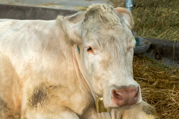 奶牛场上有铃铛的Charolais奶牛 有选择地集中注意 — 图库照片
