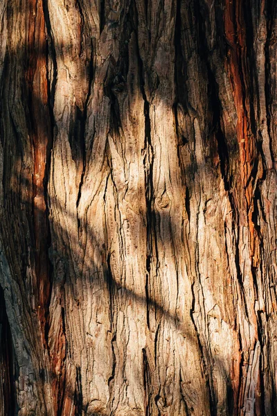 Stare Drzewo Tułów Kora Skorupa Tekstura Surowym Światłem Wzorem Cienia — Zdjęcie stockowe