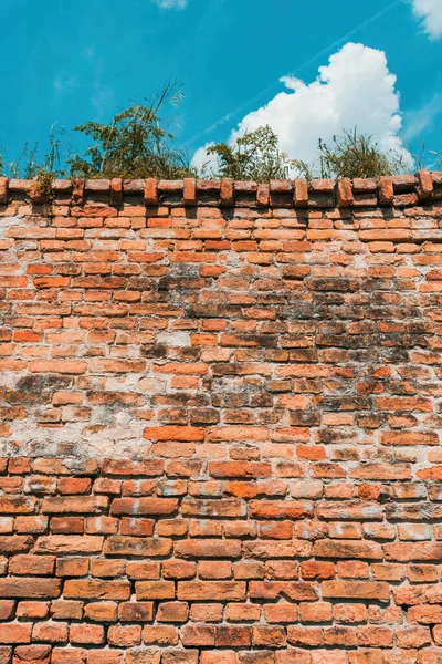 Old Antique Brick Wall Grass Growing Top Vertical Image — Stock Photo, Image