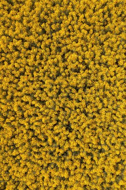 İHA pov, tarım ve çiftçilik kavramsal geçmişinden çiçek açan petrol tohumu tecavüzünün ya da kanola ekin tarlasının en iyi görüntüsü