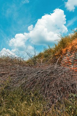 Güneşli bahar gününde eski tuğla duvarın yanında eski ağaç dalları yığını