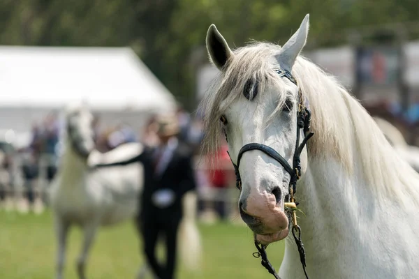 Horses and people at outdoor equestrian event on traditional agricultural fair, selective focus