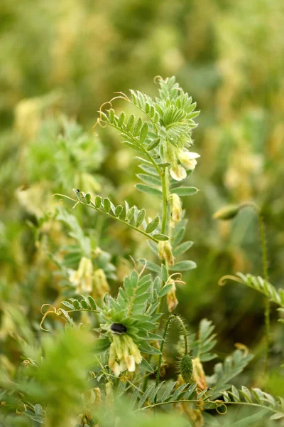 Hungarian Vetch Crop Cultivated Field Selective Focus — Stock Photo, Image