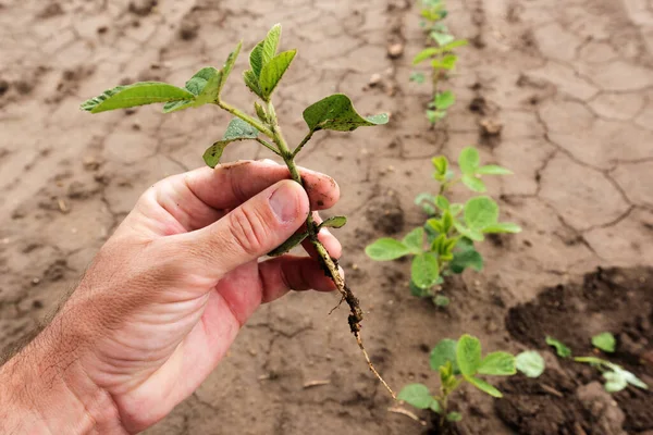 Jordbrukare Agronomer Undersöker Tillväxten Sojabönor Plantor Odlade Fält Selektivt Fokus — Stockfoto