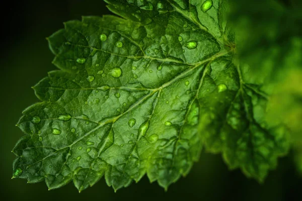Bujny Zielony Liść Kroplami Deszczu Selektywna Ostrość — Zdjęcie stockowe