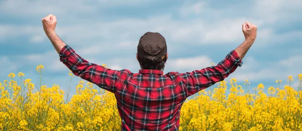 Задоволені Фермери Піднімають Руки Квітучому Ріпаковому Полі Вид Ззаду Вибірковим — стокове фото