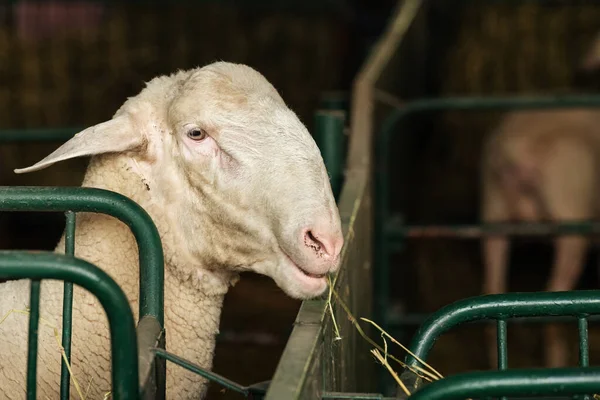 Θηλυκό Πρόβατο Γαλακτοκομικό Αγρόκτημα Στυλό Επιλεκτική Εστίαση — Φωτογραφία Αρχείου