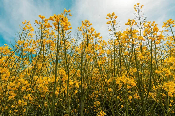 Uprawy Rzepaku Kwitnącymi Żółtymi Kwiatami Wiosną Słoneczny Dzień Wybiórcze Skupienie — Zdjęcie stockowe