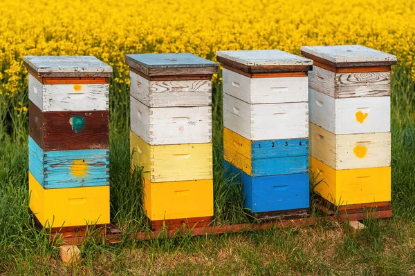 Wooden Apiary Crates Beehive Boxes Beekeeping Honey Collecting Blooming Canola — Stock Photo, Image
