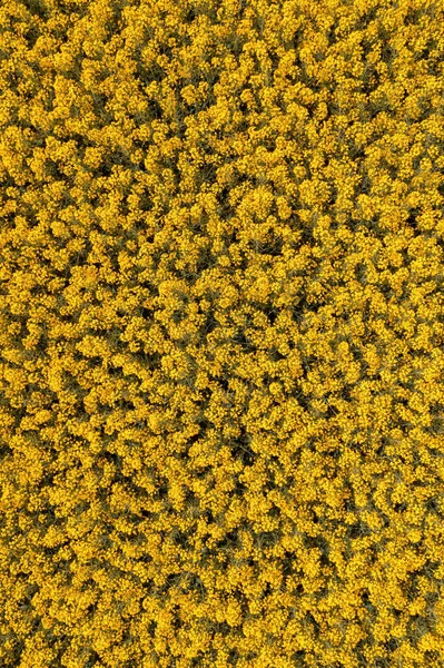 Top View Aerial Shot Blooming Oilseed Rape Canola Crop Field — Stock Photo, Image