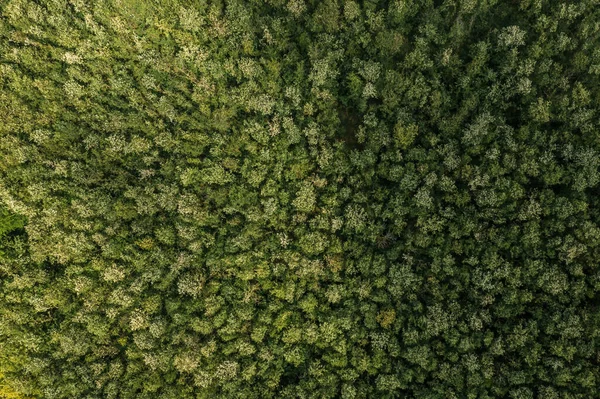 stock image Lush green deciduous tree woodland and forest landscape aerial view from drone pov, directly above
