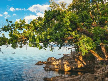 Yaz günbatımında Lovran kasabasındaki Adriyatik deniz kıyısındaki yaşlı meşe ağacı, seçici bir odak noktası.