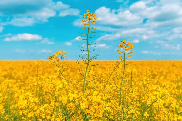 Blooming Canola Crop Flowers Bright Yellow Petals Cultivated Field Selective — Stock Photo, Image