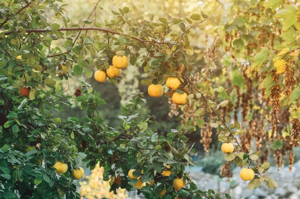 Organik Meyve Bahçesinde Ayva Ağacı Seçici Odak — Stok fotoğraf