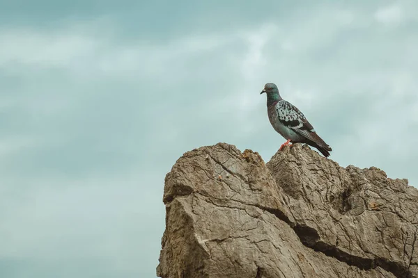 大岩石上的鸽子对着戏剧性的大气天空 背景为乌云 有选择的焦点 — 图库照片