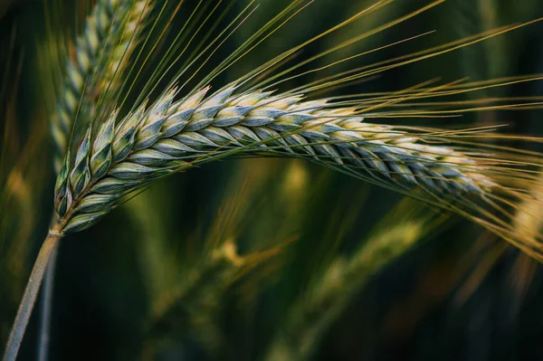 Незрелое Ухо Обыкновенной Пшеницы Поле Селективный Фокус — стоковое фото