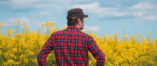 Rückansicht Eines Besorgten Landarbeiters Der Auf Einem Blühenden Rapsfeld Steht — Stockfoto
