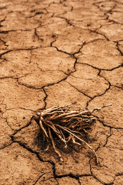 Сухой Корень Кукурузы Треснувшей Пыльной Почве Избирательный Фокус — стоковое фото