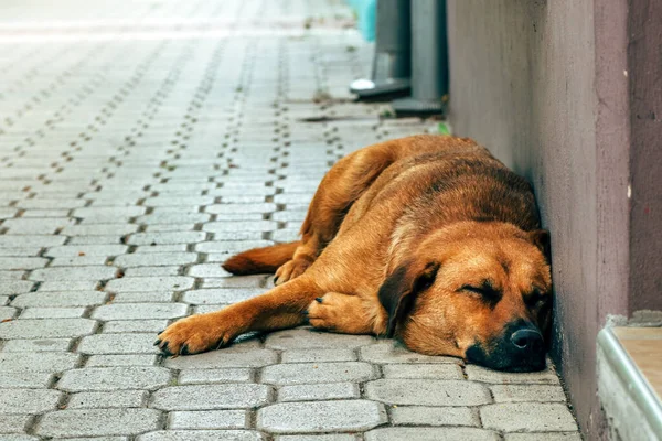Αδέσποτο Σκυλί Κοιμάται Στο Δρόμο Της Πόλης Επιλεκτική Εστίαση — Φωτογραφία Αρχείου