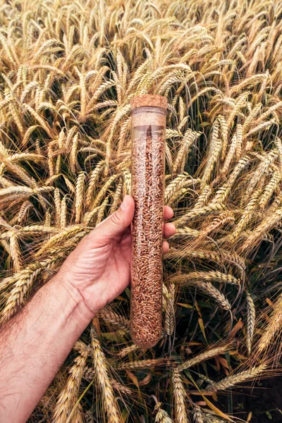 Farm Worker Holding Plastic Tube Wheat Grain Sample Selective Focus — Stock Photo, Image