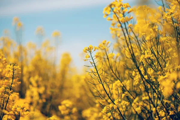 Roślina Rzepaku Lub Rzepaku Jest Rośliną Kwitnącą Kolorze Jasnożółtym Uprawianą — Zdjęcie stockowe