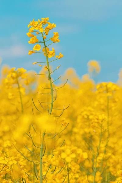 Blooming Canola Crop Flowers Bright Yellow Petals Cultivated Field Selective — Stock Photo, Image