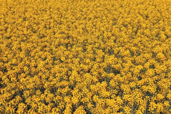 High Angle View Rapeseed Crops Bloom Drone Photography — Stock Photo, Image