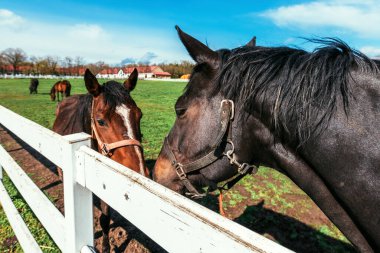 Güneşli bahar gününde çayırda dişi at kısrakları