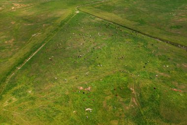 Süt çiftliği sığır sürüsünün yemyeşil çayırlarda otlamasının havadan görünüşü, insansız hava aracı pov yüksek açı