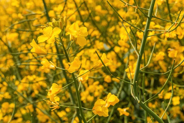 Cultivo Canola Una Planta Floreciente Color Amarillo Brillante Cultivada Principalmente — Foto de Stock