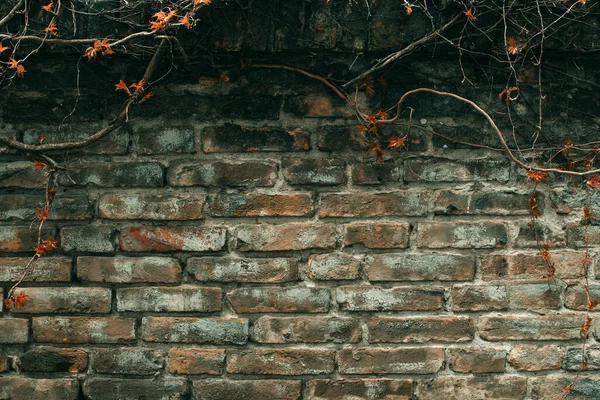 Old Wall Made Rustic Bricks Withered Creeping Plant Social Media — Stock Photo, Image