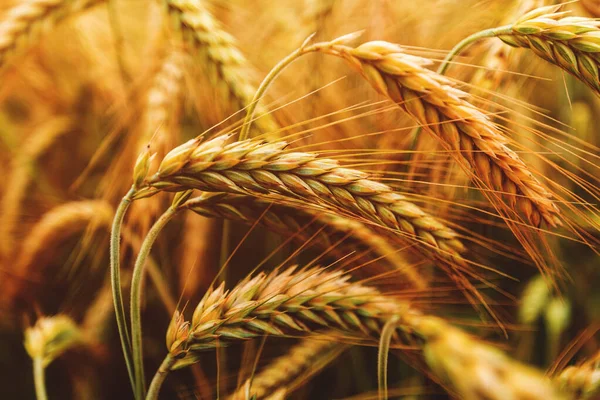 Olgunlaşmış Buğday Başakları Triticum Aestivum Tarlada Ekili Seçici Odaklı Ekinler — Stok fotoğraf