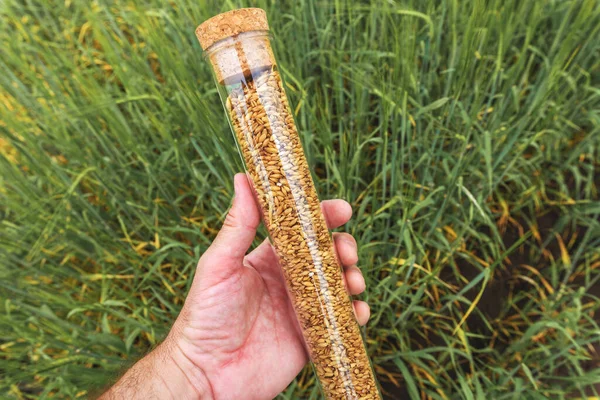 Farmer Agronomist Holding Plastic Tube Spelt Wheat Grain Sample Selective — Stock Photo, Image