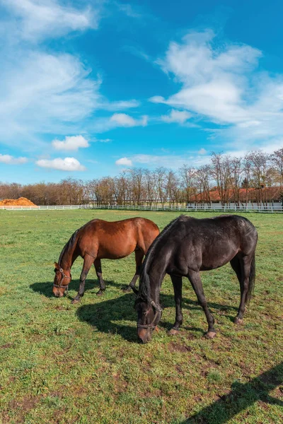 Beauty Two Majestic Mares Leisurely Grazing Spacious Fenced Yard Animals — Stock Photo, Image