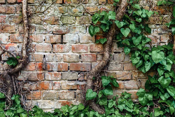 Eski Tuğla Mezarlık Duvarında Büyüyen Kalp Şeklinde Sarmaşık Yeşil Yemyeşil — Stok fotoğraf