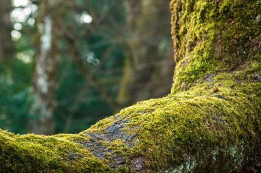 Eski bir ağaç dalında yetişen yeşil yosun, seçici bir odak noktası.