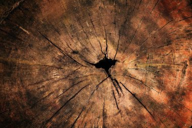 Eski bir ağaç kütüğünün dokusu, arkaplan olarak üst görünüm