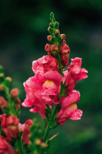 Baharda Arka Bahçede Açan Güzel Bahçe Ejderhası Çiçeği Seçici Bir — Stok fotoğraf