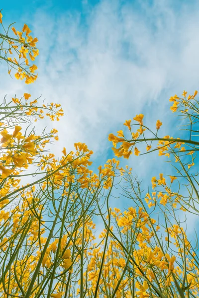 Рапсовые Культуры Цветущими Желтыми Цветами Весной Солнечный День Вид Низким — стоковое фото