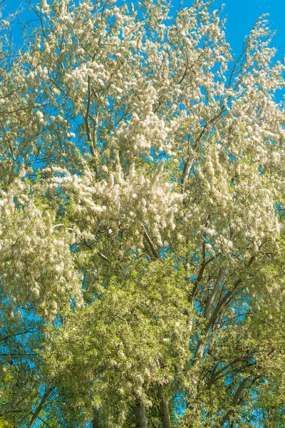 White Poplar Tree Bloom Spring Selective Focus — Stock Photo, Image