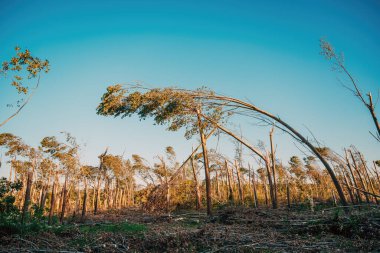 Çevresel hasar, yaprak döken orman manzarası şiddetli yaz süperhücre fırtınasından sonra güçlü rüzgar ve seçici odaklanma ile harap oldu.