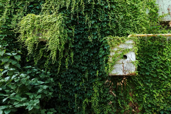 Air conditioner heat pump external unit covered in creeping plant mounted on exterior wall