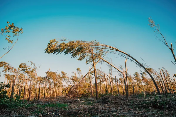 对环境的破坏 在强烈的夏季超级细胞风暴之后被破坏的落叶森林景观 带有强烈的风力 有选择地聚焦 — 图库照片