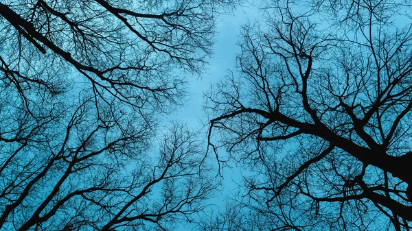 Çıplak Ağaç Dallarının Alçak Açılı Görüntüsü Kasvetli Kış Gökyüzünün Tam — Stok fotoğraf