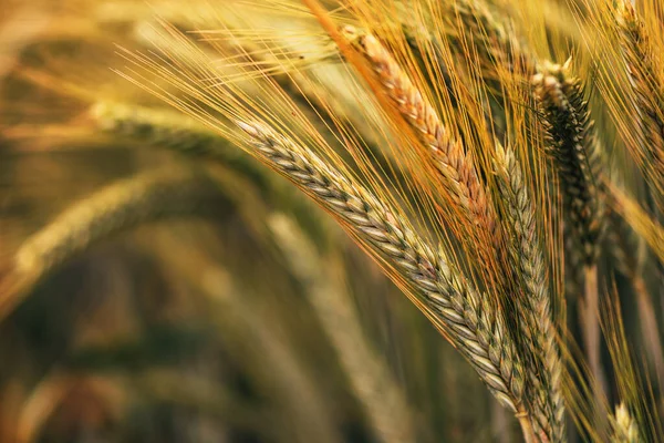 畑の小麦耳 栽培されたプランテーションで熟した穀物作物 選択的な焦点 — ストック写真