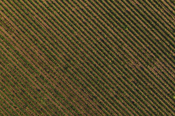 ストライプパターンを形成する分野での大豆作物の流れ ドローンの貧困から直接撮影 — ストック写真